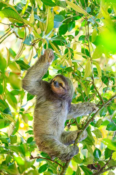 Descubre Adorable Perezoso Tres Dedos Cuello Castaño Las Exuberantes Selvas —  Fotos de Stock