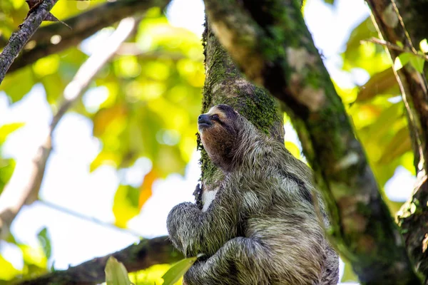 Discover Adorable Brown Throated Three Toed Sloth Costa Rica Lush — Stock Photo, Image