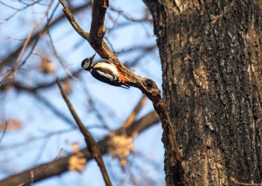Büyük Benekli Ağaçkakan (İngilizce: 