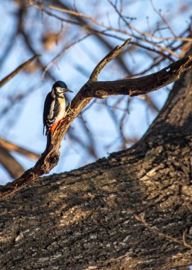 Büyük Benekli Ağaçkakan (İngilizce: 
