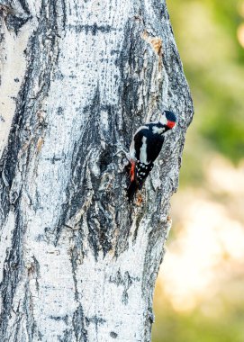 Büyük Benekli Ağaçkakan (İngilizce: 