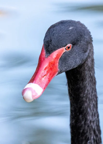 Zwarte Zwaan Cygnus Atratus Een Opvallende Watervogel Afkomstig Uit Australië — Stockfoto