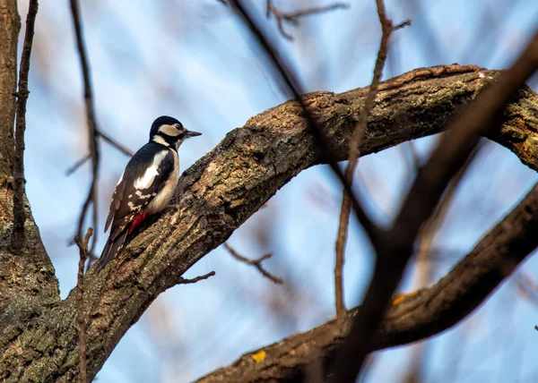 大斑点啄木鸟 Dendrocopos Major 是一种引人注目的欧洲鸟类 以其独特的黑白羽毛和鼓声而闻名 在林地和花园发现的 — 图库照片