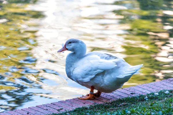 Leucistic Mallard Duck Anas Platyrhynchos Демонструє Рідкісне Біле Оперення Походить — стокове фото