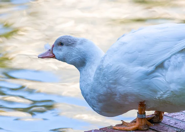 Leucistic Mallard Duck Anas Platyrhynchos Exhibits Rare White Plumage Originating — Stock Photo, Image
