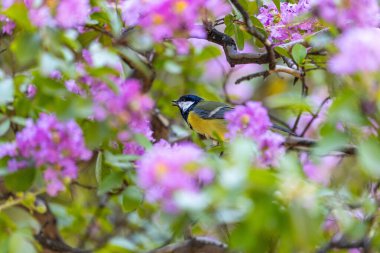 The Great Tit (Parus major) is a lively songbird native to Europe and Asia. Its vibrant plumage and cheerful chirps brighten gardens and woodlands.