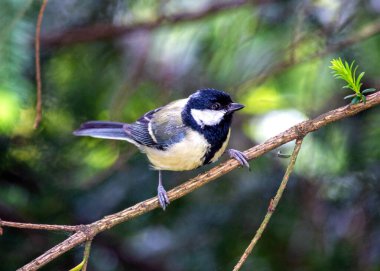 The Great Tit (Parus major) is a lively songbird native to Europe and Asia. Its vibrant plumage and cheerful chirps brighten gardens and woodlands.