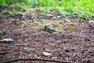 The Great Tit (Parus major) is a lively songbird native to Europe and Asia. Its vibrant plumage and cheerful chirps brighten gardens and woodlands.