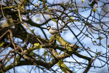The Great Tit (Parus major) is a lively songbird native to Europe and Asia. Its vibrant plumage and cheerful chirps brighten gardens and woodlands.