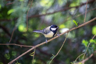 The Great Tit (Parus major) is a lively songbird native to Europe and Asia. Its vibrant plumage and cheerful chirps brighten gardens and woodlands.