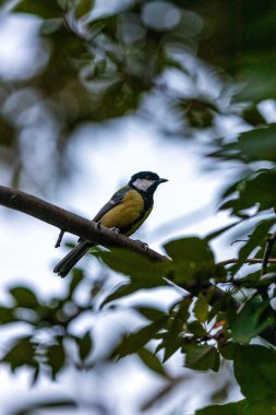 The Great Tit (Parus major) is a lively songbird native to Europe and Asia. Its vibrant plumage and cheerful chirps brighten gardens and woodlands.