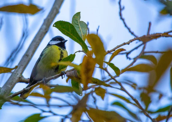 Great Tit Parus Major Lively Songbird Native Europe Asia Its — Zdjęcie stockowe