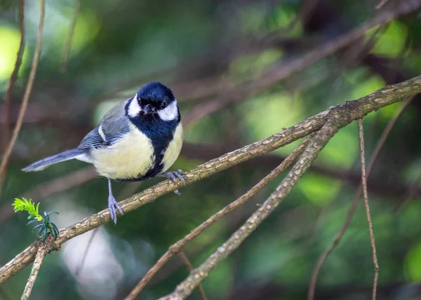 Great Tit Parus Major Lively Songbird Native Europe Asia Its — Stockfoto