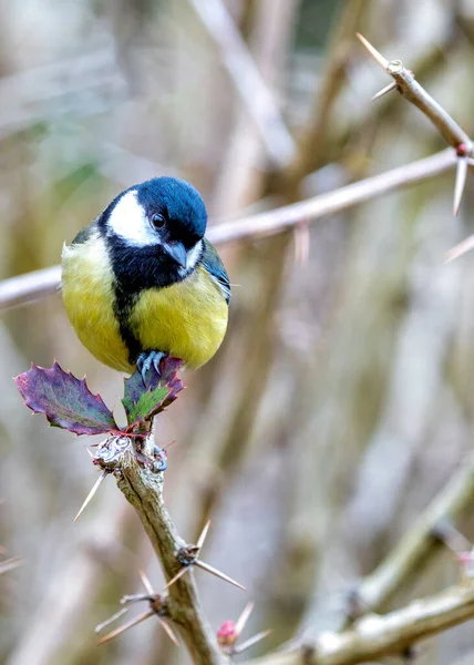 Great Tit Parus Major Lively Songbird Native Europe Asia Its — стоковое фото