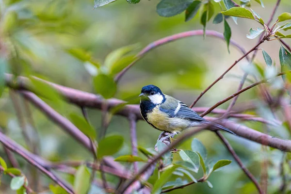 Great Tit Parus Major Lively Songbird Native Europe Asia Its — стоковое фото