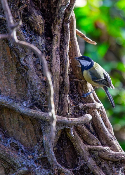 Great Tit Parus Major Lively Songbird Native Europe Asia Its — Foto de Stock