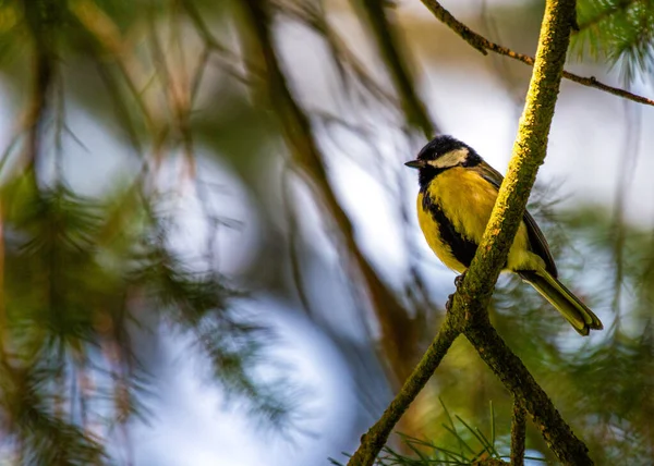 Great Tit Parus Major Lively Songbird Native Europe Asia Its — Stock Photo, Image