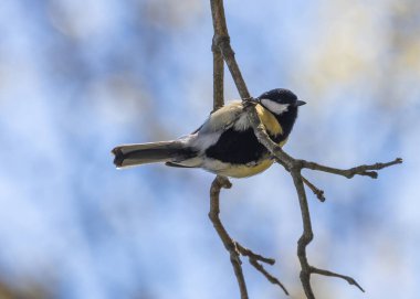 A vibrant Great Tit (Parus major) captured in the lush Botanic Gardens of Dublin, a haven for urban birdwatching and nature enthusiasts.