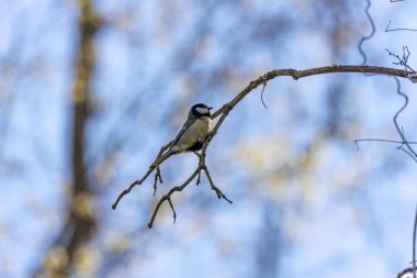 A vibrant Great Tit (Parus major) captured in the lush Botanic Gardens of Dublin, a haven for urban birdwatching and nature enthusiasts.