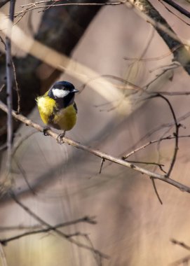 A vibrant Great Tit (Parus major) captured in the lush Botanic Gardens of Dublin, a haven for urban birdwatching and nature enthusiasts.