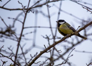 A vibrant Great Tit (Parus major) captured in the lush Botanic Gardens of Dublin, a haven for urban birdwatching and nature enthusiasts.