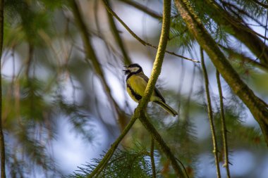 A vibrant Great Tit (Parus major) captured in the lush Botanic Gardens of Dublin, a haven for urban birdwatching and nature enthusiasts.
