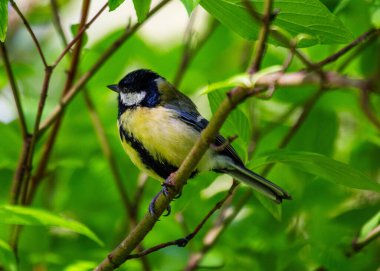 A vibrant Great Tit (Parus major) captured in the lush Botanic Gardens of Dublin, a haven for urban birdwatching and nature enthusiasts.