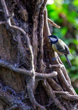 A vibrant Great Tit (Parus major) captured in the lush Botanic Gardens of Dublin, a haven for urban birdwatching and nature enthusiasts.