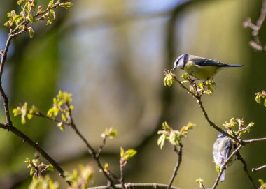 This vibrant Blue Tit (Cyanistes caeruleus) was spotted in Dublin's scenic Botanic Gardens, a paradise for birdwatchers and nature lovers.