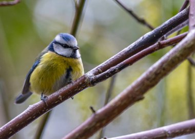 This vibrant Blue Tit (Cyanistes caeruleus) was spotted in Dublin's scenic Botanic Gardens, a paradise for birdwatchers and nature lovers.