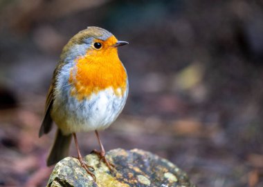 İrlanda 'nın Dublin kentindeki bir parkta, bir dalın üzerinde güzel bir Robin Redchest (Erithacus rubecula) bulunmaktadır. Kırmızı bülbül, Avrupa ve Asya 'da yaygın olarak görülen küçük, kahverengi ve turuncu bir ötücü kuştur. Baharın ve iyi şanslar getirmenin popüler bir sembolüdür. 