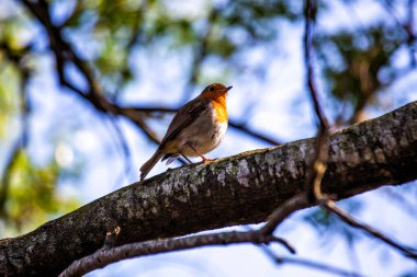 İrlanda 'nın Dublin kentindeki bir parkta, bir dalın üzerinde güzel bir Robin Redchest (Erithacus rubecula) bulunmaktadır. Kırmızı bülbül, Avrupa ve Asya 'da yaygın olarak görülen küçük, kahverengi ve turuncu bir ötücü kuştur. Baharın ve iyi şanslar getirmenin popüler bir sembolüdür. 