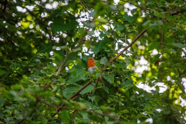 İrlanda 'nın Dublin kentindeki bir parkta, bir dalın üzerinde güzel bir Robin Redchest (Erithacus rubecula) bulunmaktadır. Kırmızı bülbül, Avrupa ve Asya 'da yaygın olarak görülen küçük, kahverengi ve turuncu bir ötücü kuştur. Baharın ve iyi şanslar getirmenin popüler bir sembolüdür. 