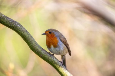 İrlanda 'nın Dublin kentindeki bir parkta, bir dalın üzerinde güzel bir Robin Redchest (Erithacus rubecula) bulunmaktadır. Kırmızı bülbül, Avrupa ve Asya 'da yaygın olarak görülen küçük, kahverengi ve turuncu bir ötücü kuştur. Baharın ve iyi şanslar getirmenin popüler bir sembolüdür. 