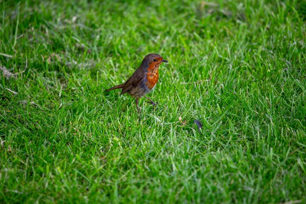 Vacker Rödbruna Erithacus Rubecula Sitter Gren Park Dublin Irland Röda — Stockfoto
