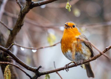 Dublin, İrlanda 'nın yemyeşil manzaralarında bulunan kendine özgü kırmızı göğsü olan büyüleyici bir bülbül..