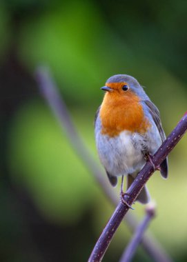 Dublin, İrlanda 'nın yemyeşil manzaralarında bulunan kendine özgü kırmızı göğsü olan büyüleyici bir bülbül..