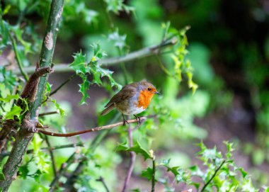 Dublin, İrlanda 'nın yemyeşil manzaralarında bulunan kendine özgü kırmızı göğsü olan büyüleyici bir bülbül..