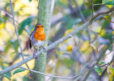 Dublin, İrlanda 'nın yemyeşil manzaralarında bulunan kendine özgü kırmızı göğsü olan büyüleyici bir bülbül..