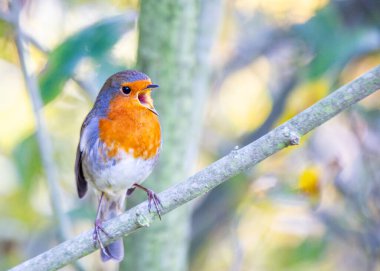 A charming robin with its distinctive red breast, found in the lush landscapes of Dublin, Ireland. clipart