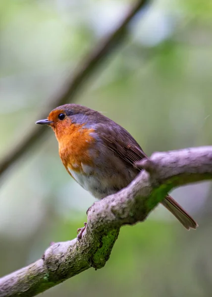 Robin Encantador Com Seu Peito Vermelho Distinto Encontrado Nas Paisagens — Fotografia de Stock