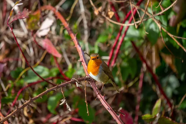 Robin Encantador Com Seu Peito Vermelho Distinto Encontrado Nas Paisagens — Fotografia de Stock
