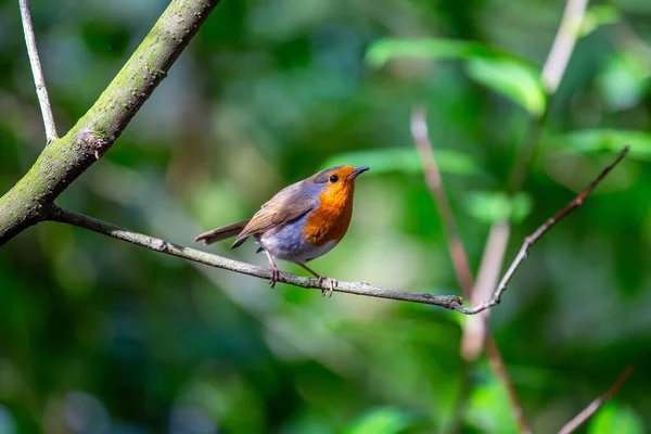 Charming Robin Its Distinctive Red Breast Found Lush Landscapes Dublin — Stock Photo, Image