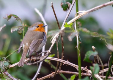 Avrupa 'da sevinç sembolü olan Avrupalı Robin (Erithacus rubecula), kırmızı göğüslü küçük bir kuştur. İrlanda, Dublin 'de görüldü, yerel bahçelerde ve parklarda serpildi, İrlanda' nın doğasına cazibe kattı..