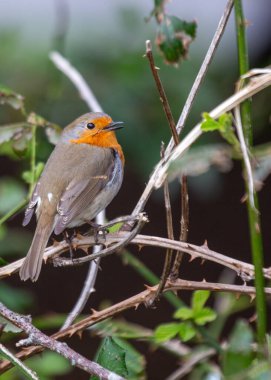 Avrupa 'da sevinç sembolü olan Avrupalı Robin (Erithacus rubecula), kırmızı göğüslü küçük bir kuştur. İrlanda, Dublin 'de görüldü, yerel bahçelerde ve parklarda serpildi, İrlanda' nın doğasına cazibe kattı..
