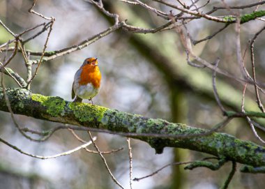Avrupa 'da sevinç sembolü olan Avrupalı Robin (Erithacus rubecula), kırmızı göğüslü küçük bir kuştur. İrlanda, Dublin 'de görüldü, yerel bahçelerde ve parklarda serpildi, İrlanda' nın doğasına cazibe kattı..