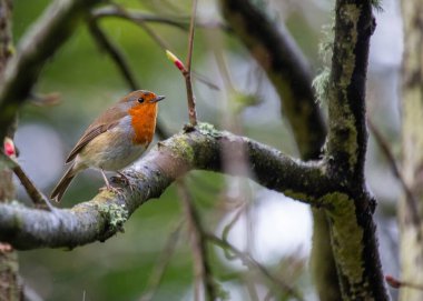 Avrupa 'da sevinç sembolü olan Avrupalı Robin (Erithacus rubecula), kırmızı göğüslü küçük bir kuştur. İrlanda, Dublin 'de görüldü, yerel bahçelerde ve parklarda serpildi, İrlanda' nın doğasına cazibe kattı..