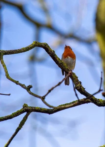 Evropský Robin Erithacus Rubecula Symbol Radosti Evropě Malý Ptáček Červenými — Stock fotografie