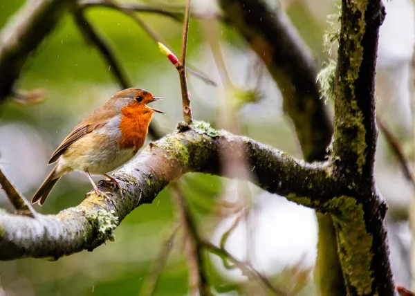 stock image The European Robin (Erithacus rubecula), a symbol of joy in Europe, is a small bird with a red breast. Spotted in Dublin, Ireland, it thrives in local gardens and parks, adding charm to Ireland's nature.