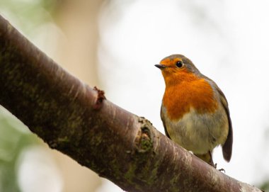 Avrupalı Robin (Erithacus rubecula), Avrupa 'da yaşayan ikonik bir kuştur. Canlı kırmızı göğsüyle tanınan, kışın ve tezahüratın sembolüdür..
